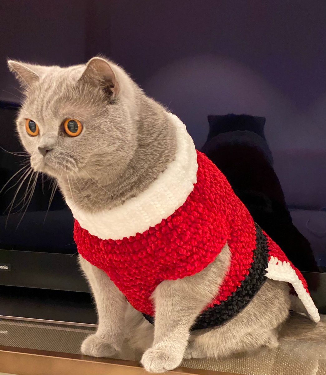 ideiazcommimo's tweet photo. It’s beginning to look a lot like Christmas 🎄🧶 #amigurumi #crochet #petsclothes #catsclothes #dogsclothes https://t.co/oSCyQj7bFO