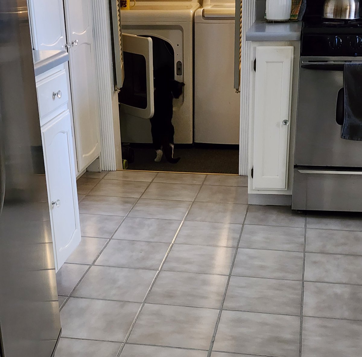 While I was away, Gidget learned to do the laundry. #catdaddy #catsofinstagram #cats #catshelping