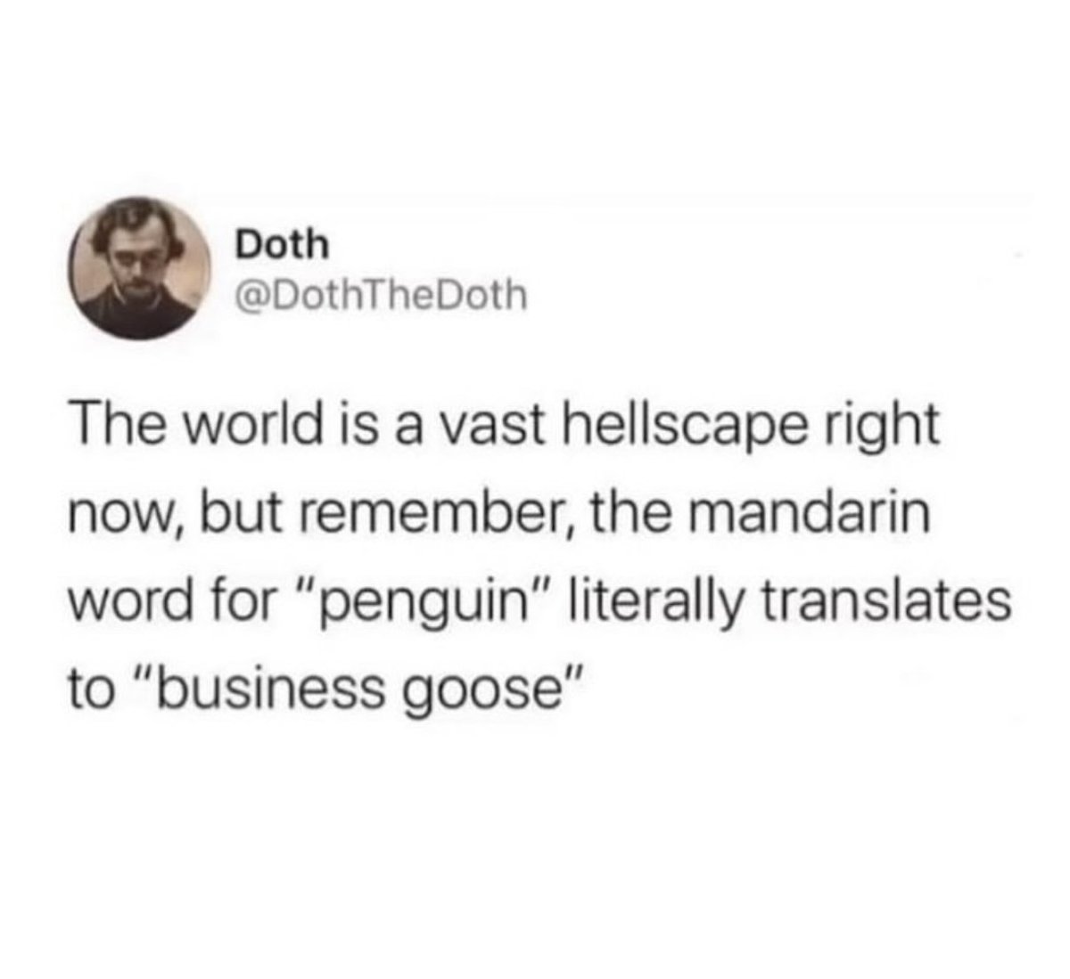 Sometimes you just need a little business goose 🐧