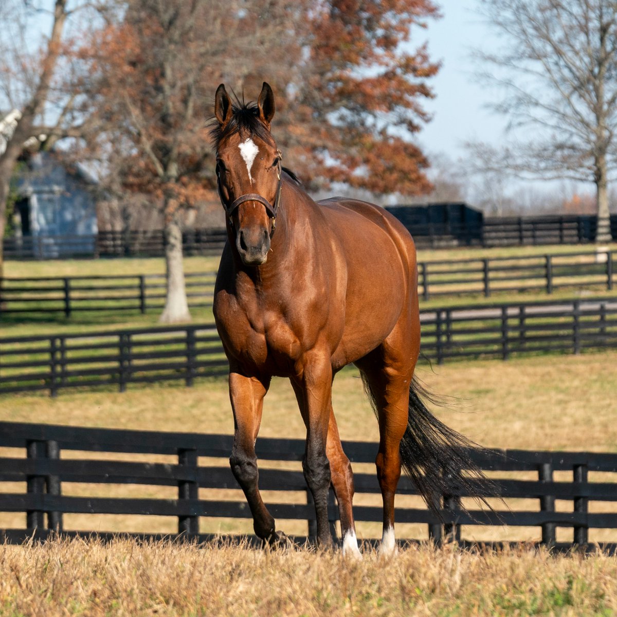 StonestreetFarm's tweet image. We don't know what's more beautiful, the fall colors or these fillies 😍🍂
.
.
📸: #homebred G1 winners CLAIRIERE and PAULINE'S PEARL settling in at the farm #GirlsinGold #shesintheband #bredandraised
