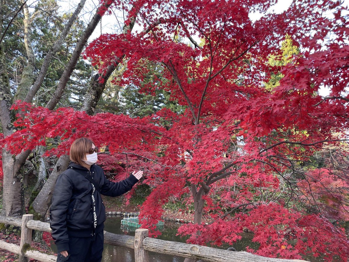 kiryuintw's tweet photo. 青森県弘前市でのNHKのど自慢の生放送後にすぐ近くの弘前城へ寄ってみたら紅葉がまるで嘘みたいに真っ赤で美しかったです🍁✨
iPhoneのカメラで撮っただけで色補正せずにこれです🍁葉っぱってこんなに赤くなるんですね〜🥹
(脳内BGM:au revoir/MALICE MIZER) https://t.co/xkqXc063EN
