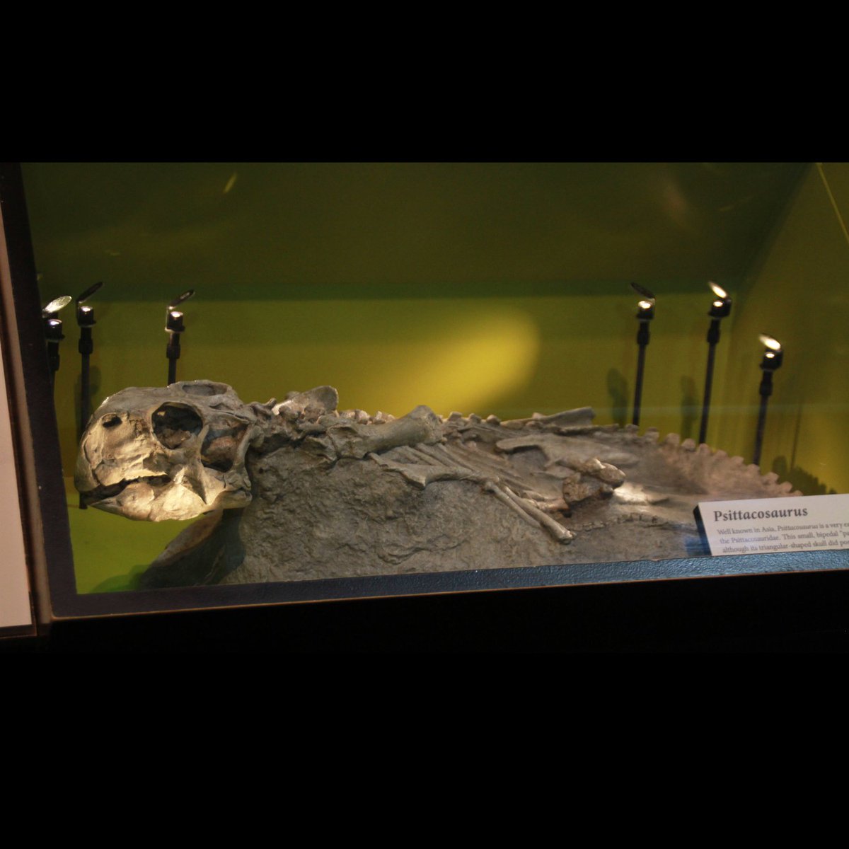 Royal Tyrrell Museum of Palaeontology tweet media
