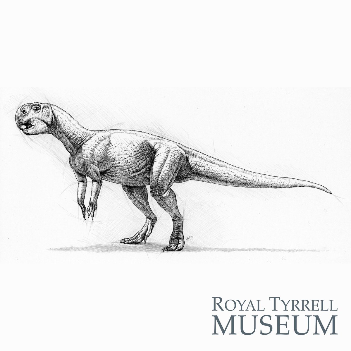 Royal Tyrrell Museum of Palaeontology tweet media