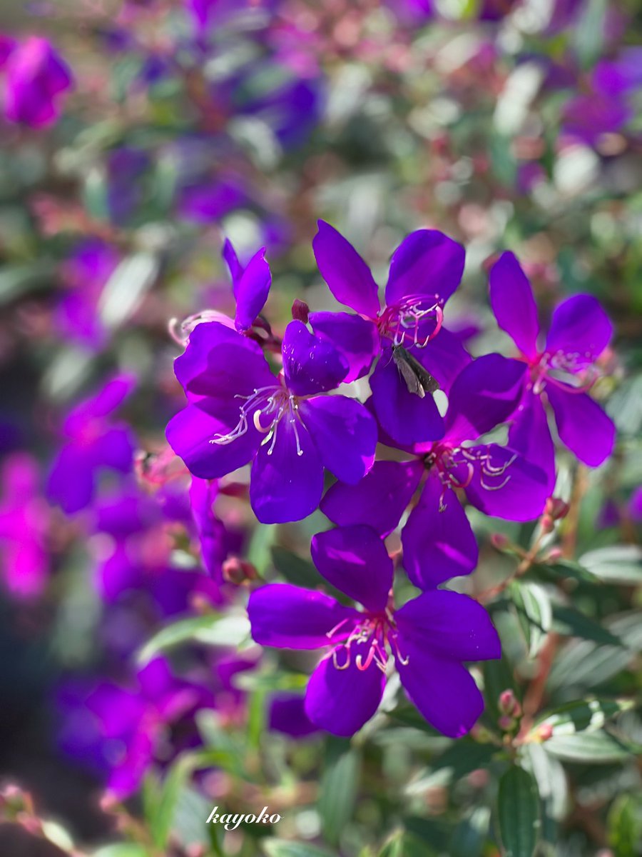 «٩((๑•̀᎑<๑)۶»ぉはょ⌒♡.°

今日も晴れ☀️.°
晴れてくれると家事もはかどります
シーツやカバーを外してお洗濯❣️
日中は暖かでよく乾きそうです。

今週もよろしくお願いします。

#TLを花でいっぱいにしょう