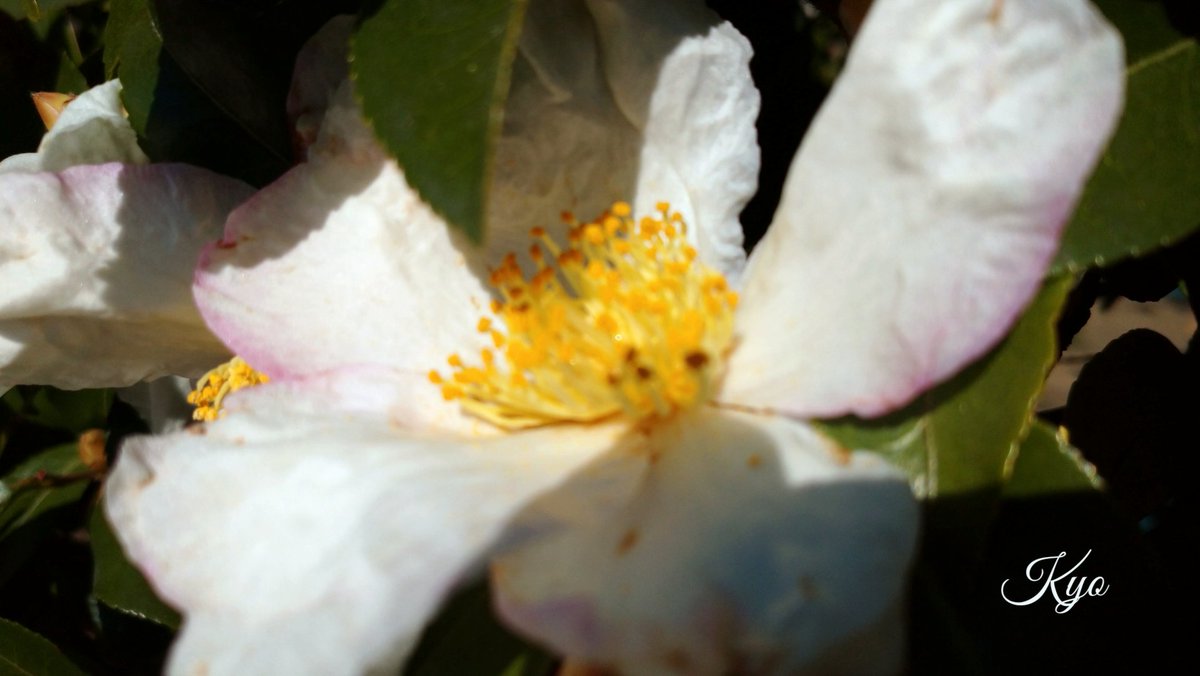 おはようございます😃✨

日差しが届きますが風も強く
“北風と太陽”のような一日に
なりそうです☀️🍃(^-^)/

笑顔いっぱいの一週間に
なりますように❣️🤗⤴️

#NoWar #StopWar
#PrayForPeace
#花写っと #お写ん歩 #霜月
#山茶花
#写真の奏でる私の世界