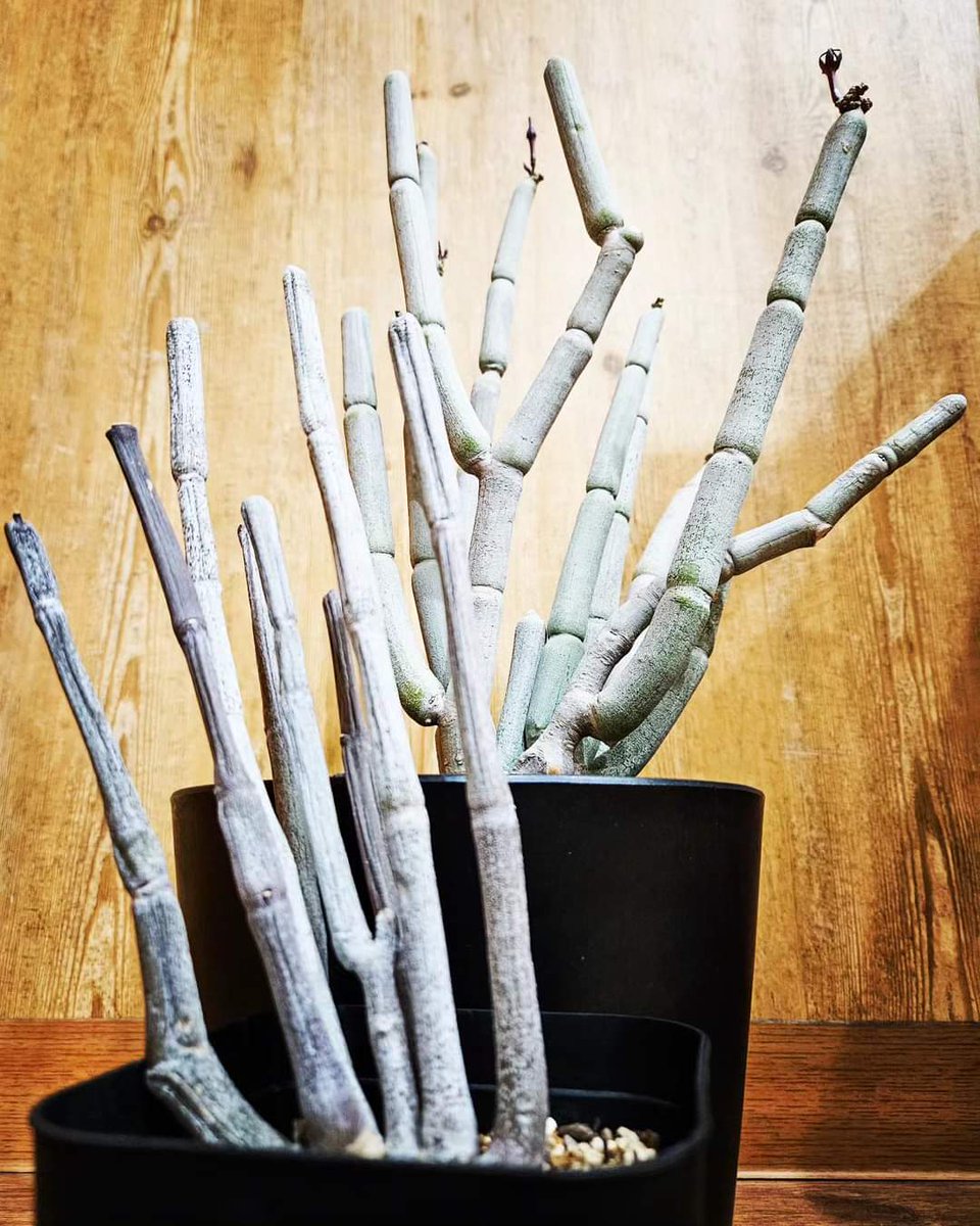 MR_BARBER0610's tweet photo. 兄弟分と

植物を

こうかんしました

セロぺギア フスカです

やったぁ~♪♪

😆

#理容師 #床屋 #散髪屋 #理容室 #理髪店 #BARBER #BARBERSHOP #MRBARBER #兵庫県 #加古郡 #播磨町 #宮北 #夕方お店にいないときは子供のお迎えでまたお店にもどります
#セロぺギアフスカ #フスカ https://t.co/CbgCncLLN5