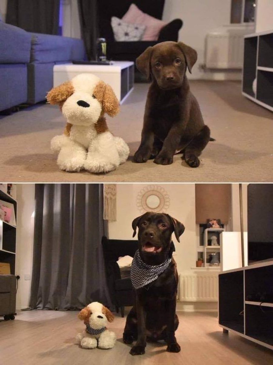 out of context dogs (@contextdogs) on Twitter photo 