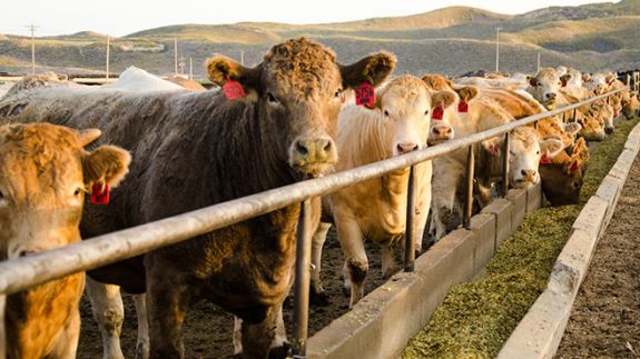 CLARA: Revolutionizing Livestock Market Insights tweet media