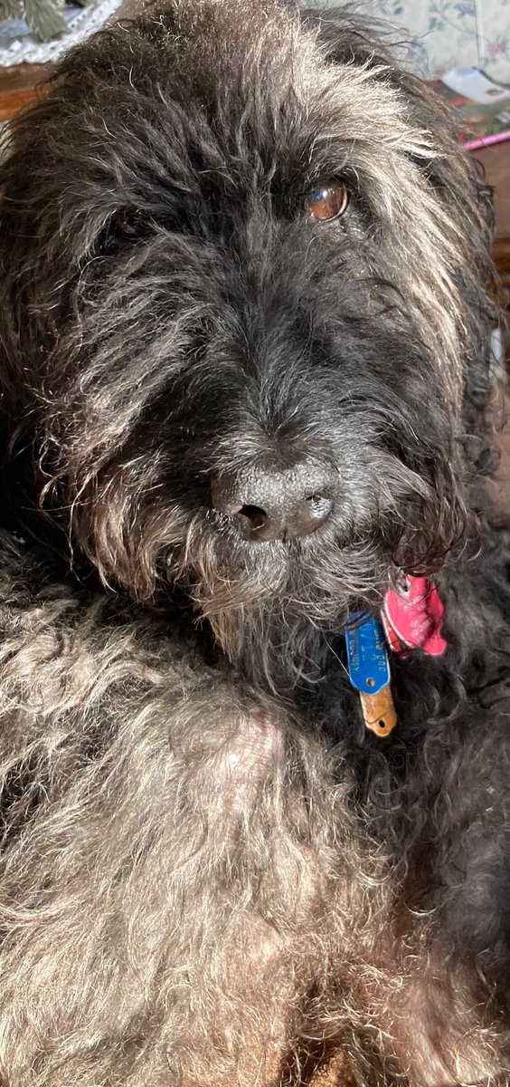 Beaa0417's tweet photo. It’s time for a haircut, my shaggy beauty! Don’t be shy, you still look gorgeous. 🐩❤️ https://t.co/VEtCyaJuhS