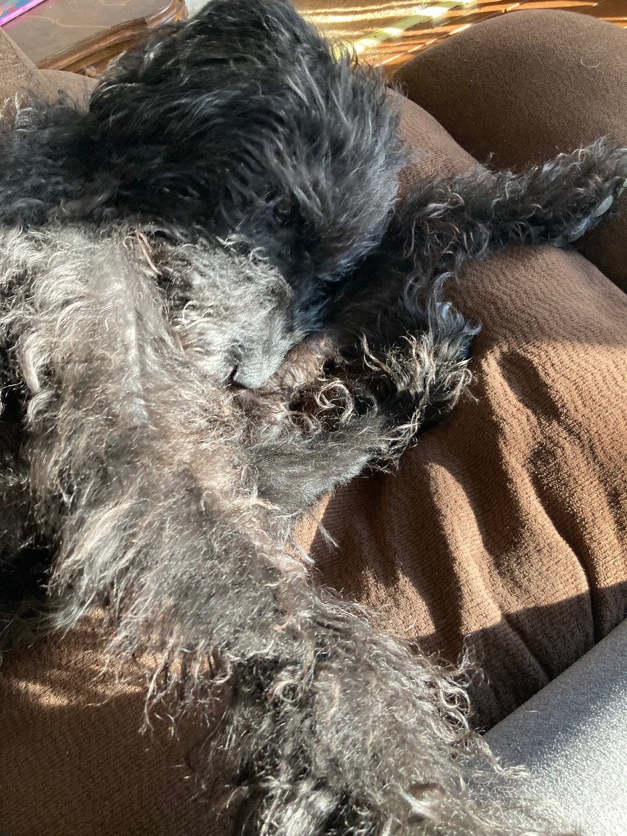 Beaa0417's tweet photo. It’s time for a haircut, my shaggy beauty! Don’t be shy, you still look gorgeous. 🐩❤️ https://t.co/VEtCyaJuhS