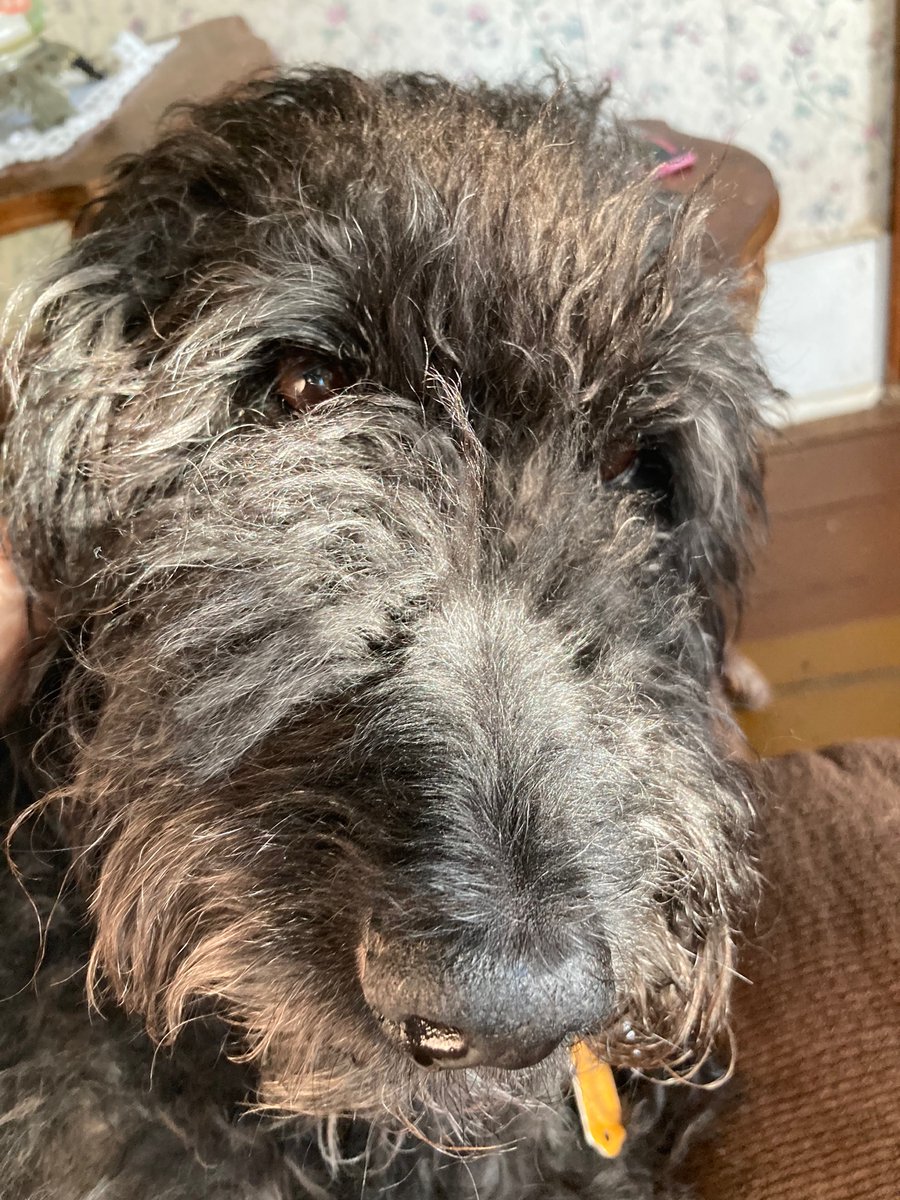Beaa0417's tweet photo. It’s time for a haircut, my shaggy beauty! Don’t be shy, you still look gorgeous. 🐩❤️ https://t.co/VEtCyaJuhS