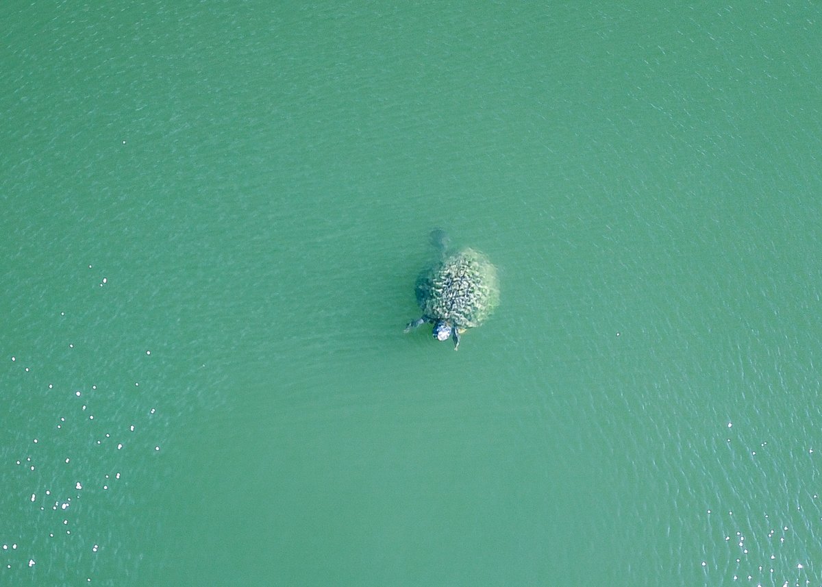 Just came in from across at Lake Costco in my neighborhood. A red shoulder hawk, anhinga, and some sort of turtle. #dronephotography #Drones #photography #Florida #floridawildlife