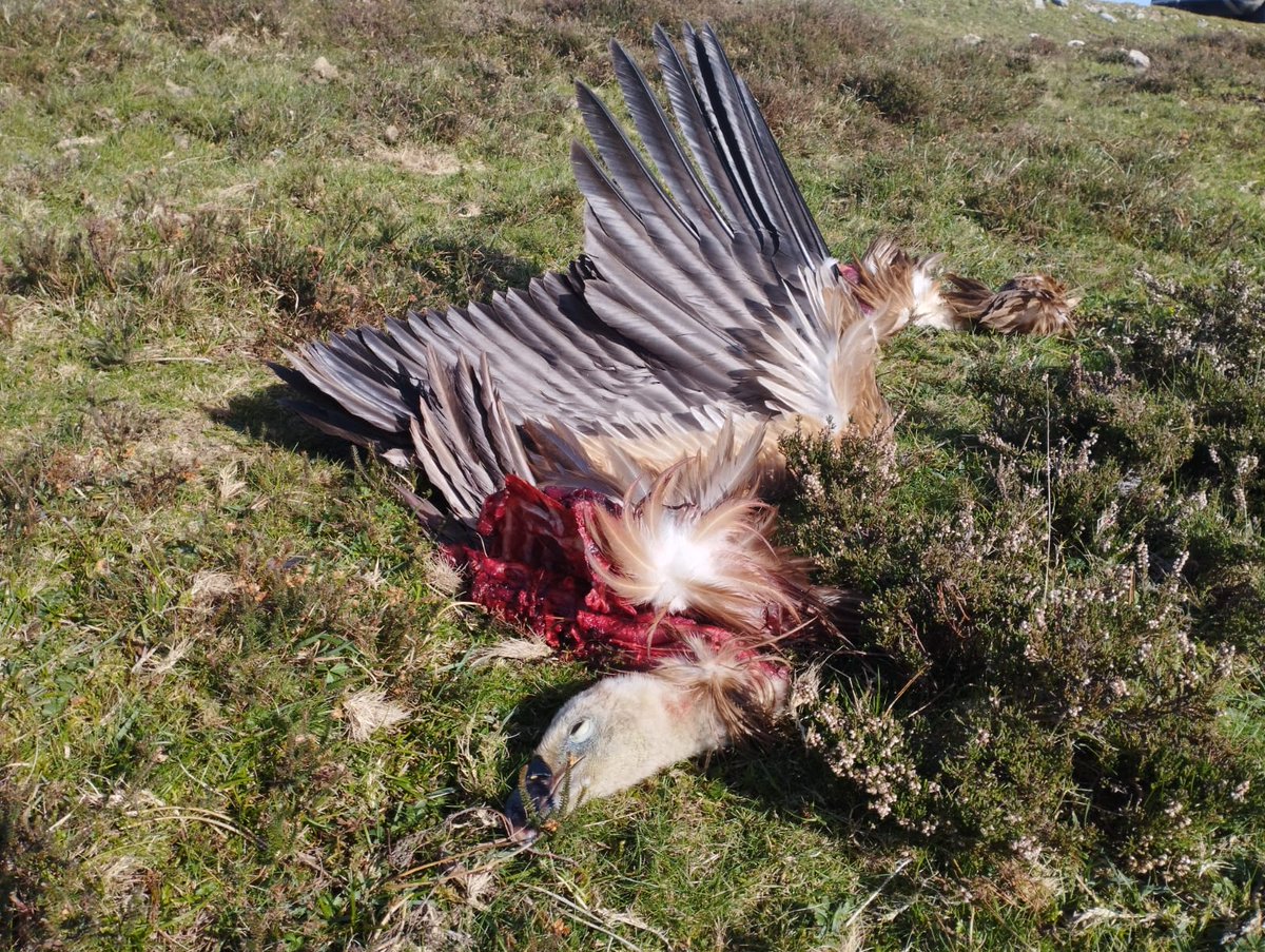 rebinxe's tweet photo. Durante a xornada de traballo de campo no día de onte polo Xistral, lamentablemente fomos testemuñas da morte dun voitre ocasionada pola colisión coas aspas dun dos centos de eólicos que ocupan cada cumio da serra. https://t.co/NpQxxAmqz3