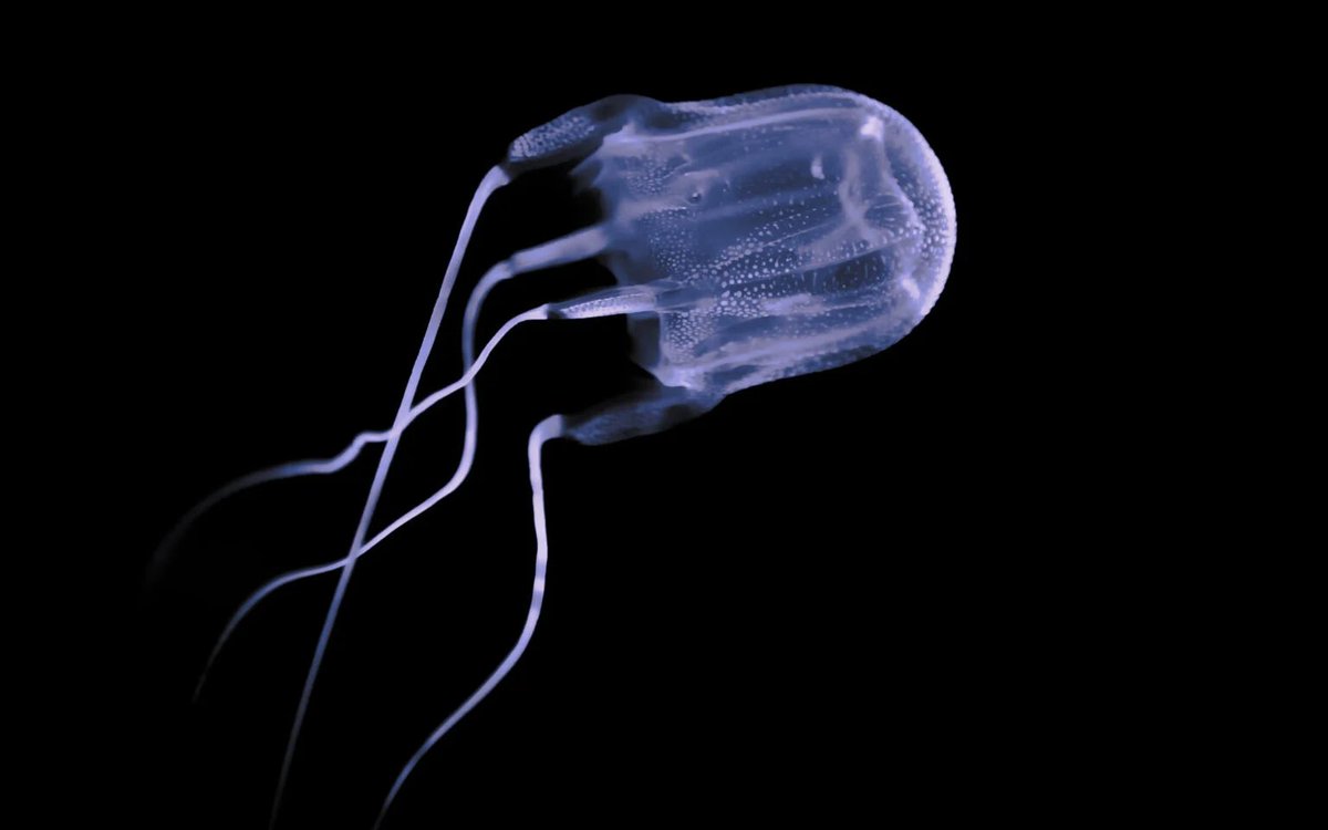 HNormalisation's tweet image. The most poisonous animals in the world can be found in Australia. #ImACeleb