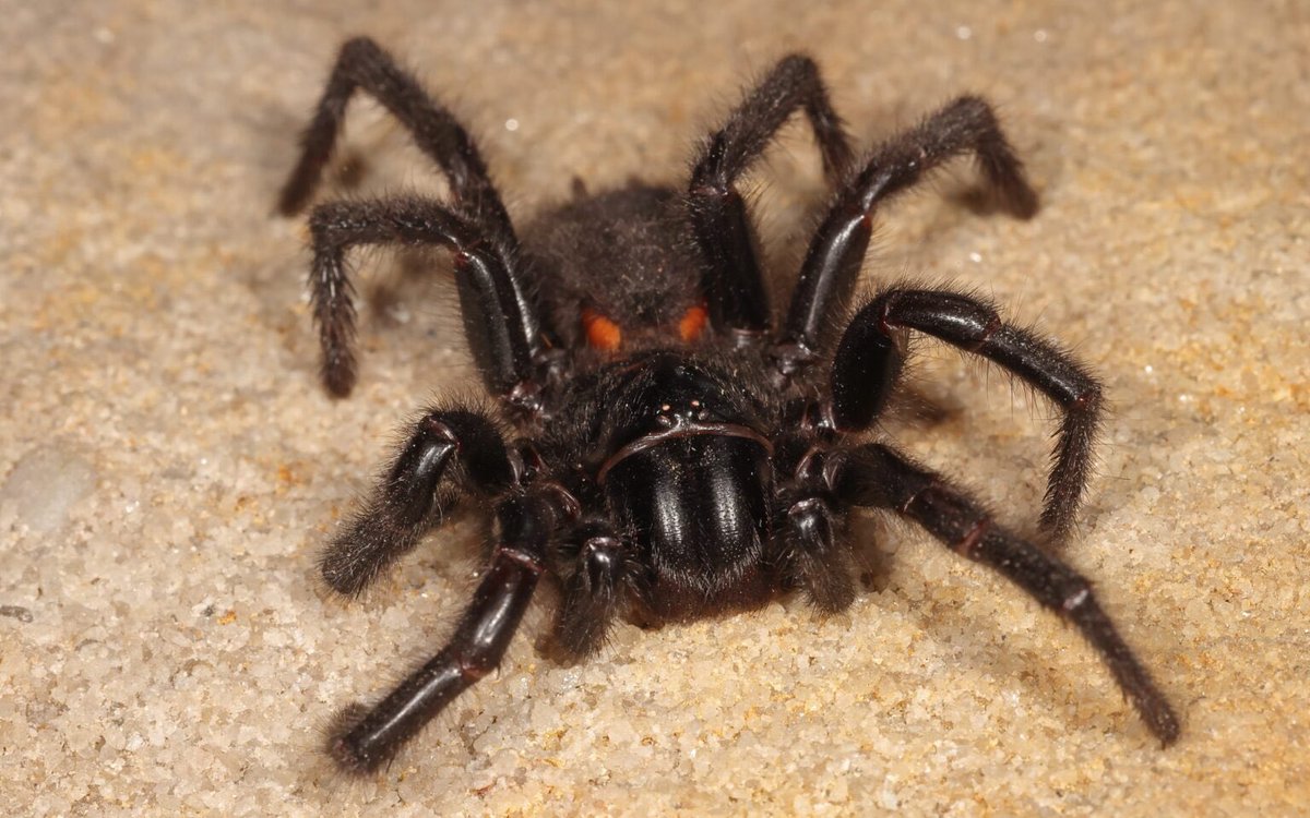 HNormalisation's tweet image. The most poisonous animals in the world can be found in Australia. #ImACeleb