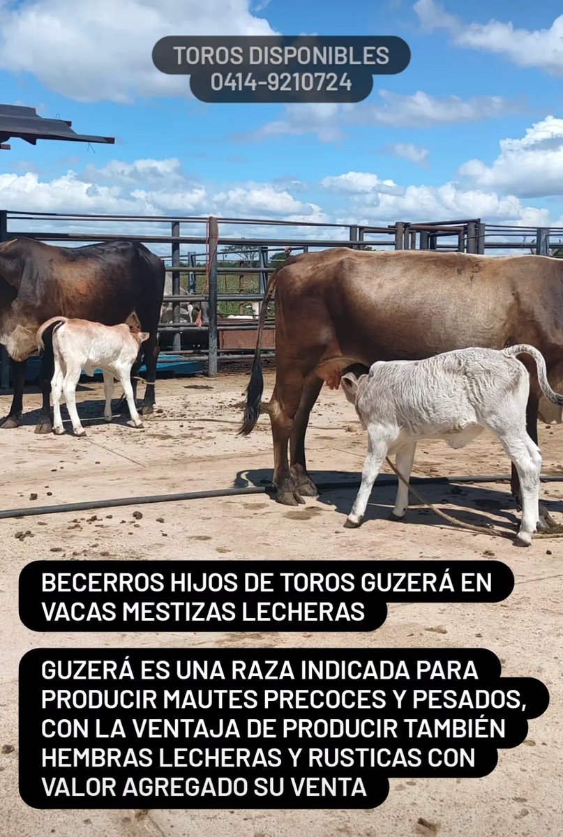 DISPONIBLES TORETES PUROS GUZERA Y F1 GUZERA x PARDO.   

Criamos ganado Guzerá DOBLE PROPÓSITO desde 1973.  Tel: 0414-9210724 

Instagram: @ganadof1