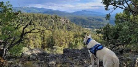 Rich Moore, excursionista de 71 años, desapareció el 19 de agosto y fue encontrado muerto en las montañas del sur de Colorado. En la aventura lo acompañó Finney, un Jack Russell Terrier. El perro sobrevivió todo este tiempo y no se separó del lado de Moore. Uno de los miembros