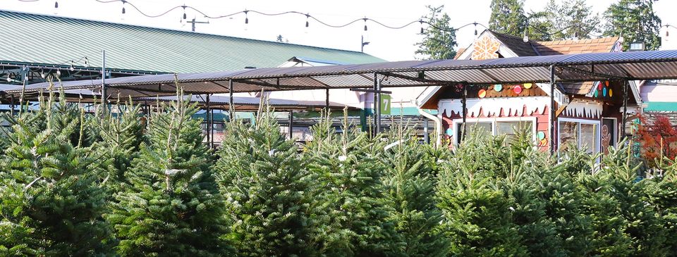 Christmas Trees have arrived at Sky! We have a huge selection of fresh-cut Noble, Nordmann and Frasier fir trees available now!