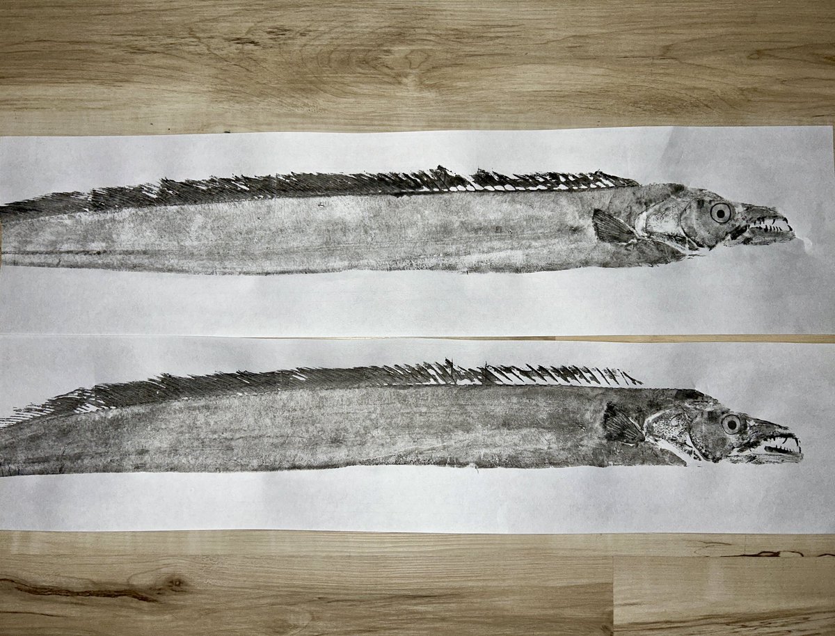 Anoplogaster_'s tweet image. I wasn’t planning on drawing anything today for today’s #SundayFishSketch but I did make this gyotaku print of a Beltfish (Trichiurus) last night and they just so happen to swim in groups while vertically oriented!