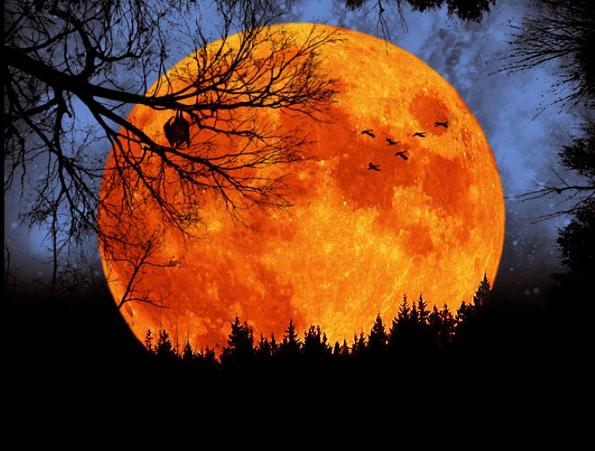 ThisRelaxesMe's tweet photo. Gaze at the harvest moon: The pearl in autumn’s sky 🌕🍂 #HarvestMoon #FallSky https://t.co/ZOftr6cC6x