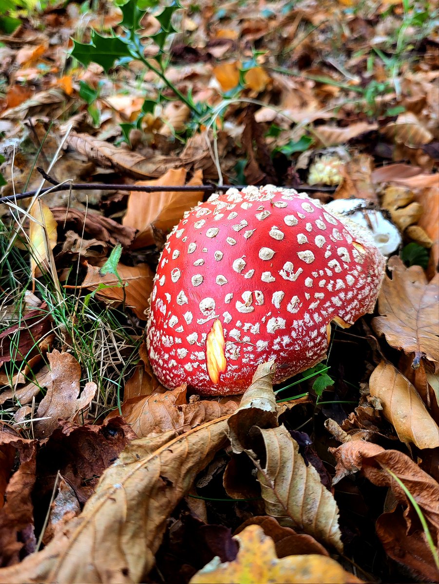 _agentv_'s tweet image. Clingendael blijft zo prachtig om doorheen te wandelen 🍂🍁🍄🎃