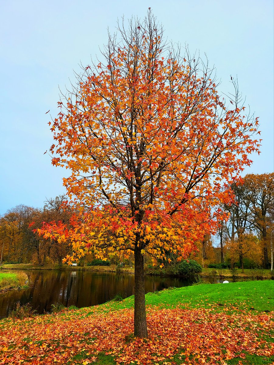 _agentv_'s tweet image. Clingendael blijft zo prachtig om doorheen te wandelen 🍂🍁🍄🎃