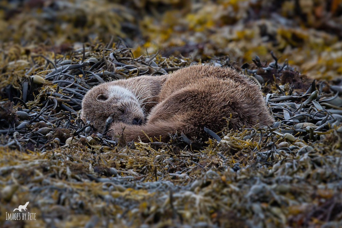 Somebody is having a sleepy Sunday 😴 #Otter