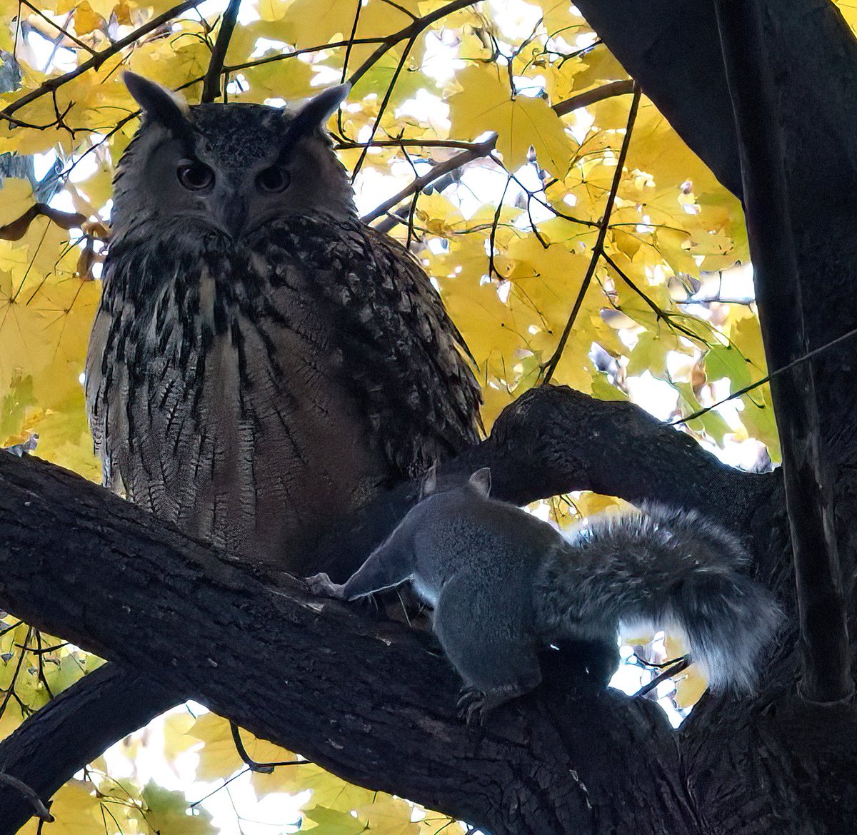 Drama in Central Park -- the prequel: The squirrel asked, 'Excuse me, but are you Flaco the Ruthless or Flaco the Merciful?' Flaco responded, 'I'm sorry, squirrel, I can't answer that. The only way to find out is to cross that branch.' To be continued...