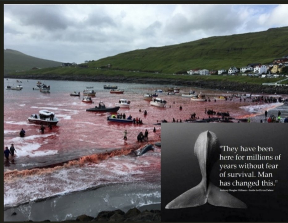 #StopTheGrind The first whales appeared 50 million years ago, well after the extinction of the dinosaurs, but well before the appearance of the first humans. Suddenly humans took the decision in some parts cetaceans belongs to us I don't think so. #FaroeIslands stop the #grind