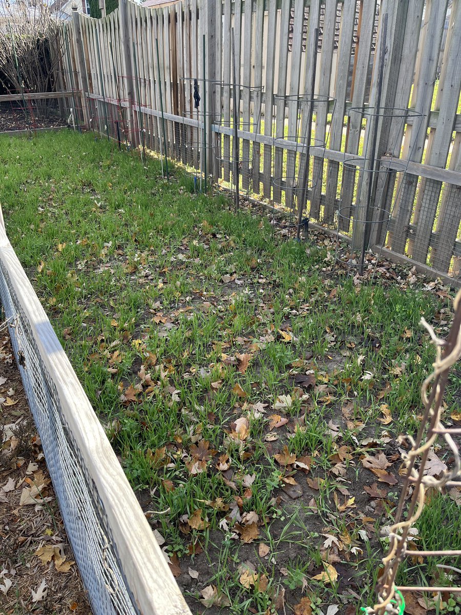 My dads cover crops are rocking thanks to <a href="/GreenCoverSeed/">Green Cover Seed</a>! ❤️🌱