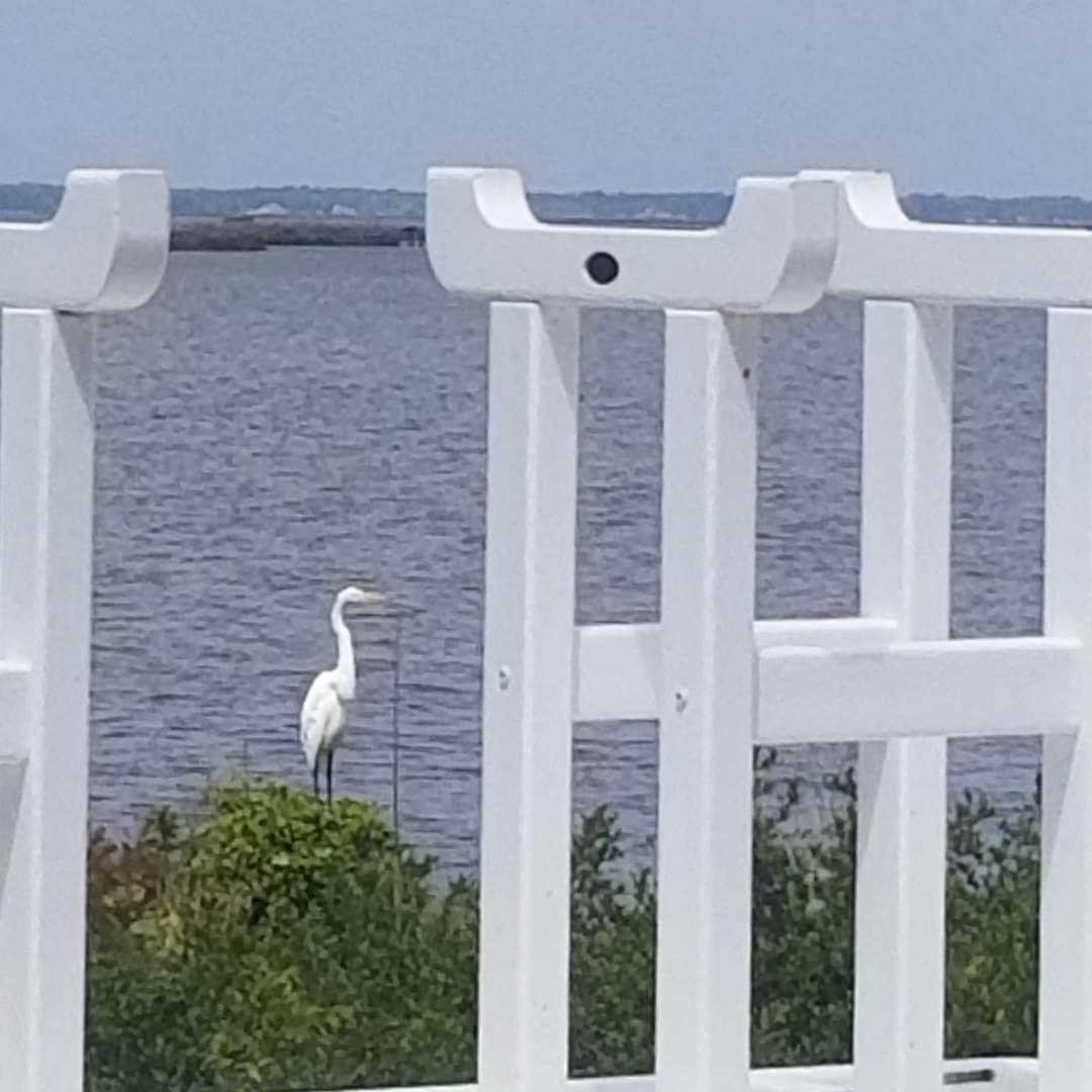 🕊 Just another day in OBX 🤍 #sealife #seabirds #seashore #egret #beachy #heron #sealovers #seaside #soundview #soundside #oceanlove #sound #soundscape #waters #water_perfection #waterworld #oceanlife #osprey #beaches #beachtime #beachphotography #beachlife #obx #obxnc #obxlife