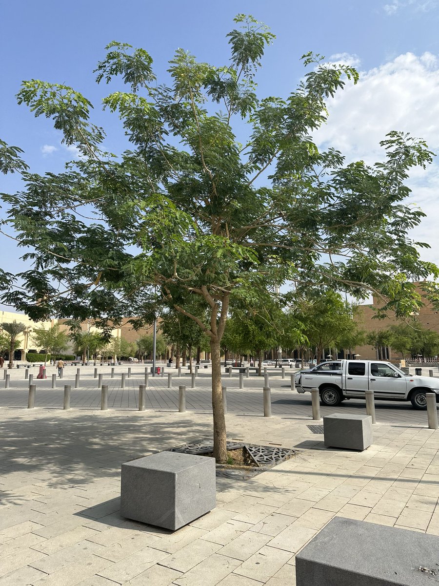 #الرياض_تتنفس