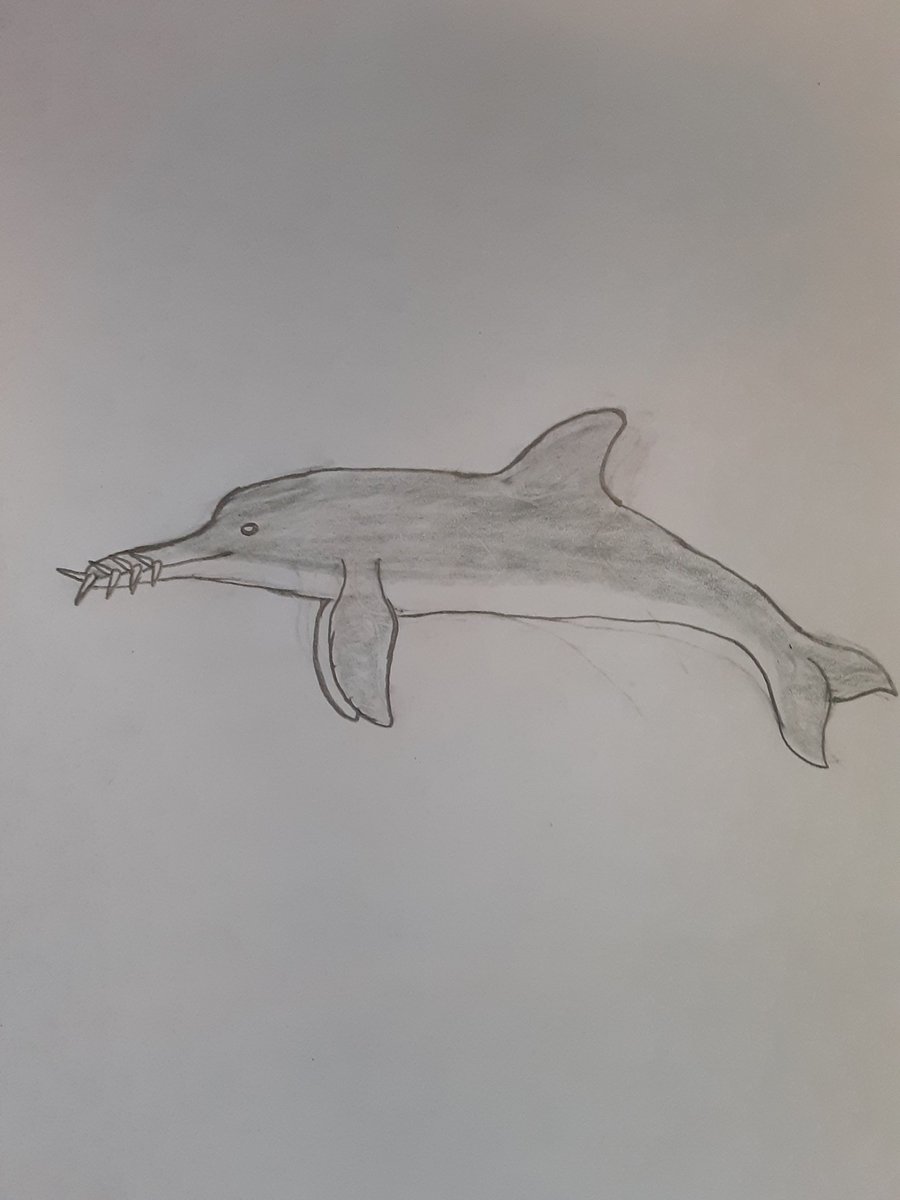 Here is a drawing of Nihoroa Reimaea, a Waipatiid Odontocete Cetacean that lived during the Late Oligocene, it lived in what is now New Zealand