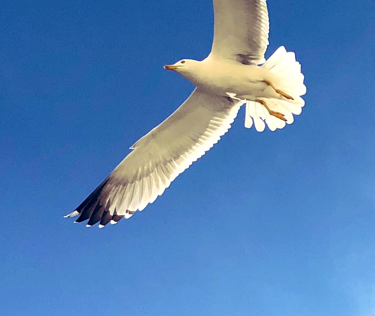 zeLaure_'s tweet photo. B ien-Aimée #PrésenceIAM
L’#Unique #Bleu #Roi du #Dimanche
E n #Tunique Sans #Couture
U ne #Aura De #Volonté #Divine
C osmique #Roue
E n #Rythme du #Plan #Divin
L ibératrice de La #Vie
E n #Echo #Vibratoire
S ymphonie
T out en #NoteClé
El-é-mental
#Univers #AYAM #Love https://t.co/JBrJCIBrWe