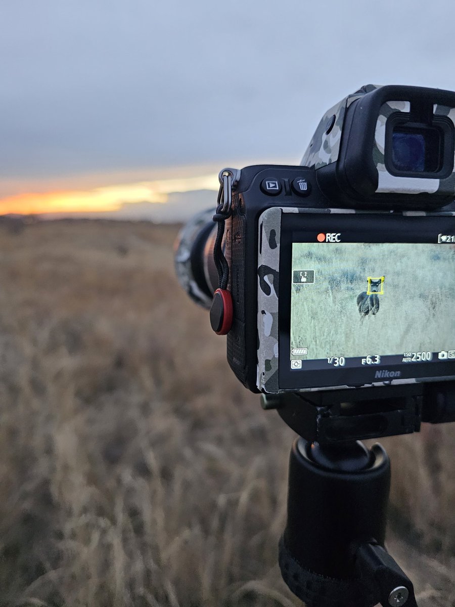 BGreeneVisuals's tweet photo. DM, Email, or Visit Website for Services

#photography #photooftheday #photo #nature #picoftheday #photographer #beautiful #follow #fyp #naturephotography #colorado #coloradophotography #coloradolife #denver #buck #stag #deer #wildlife #whitetail #outdoors #wildlifephotography https://t.co/Isd2NMjDRF