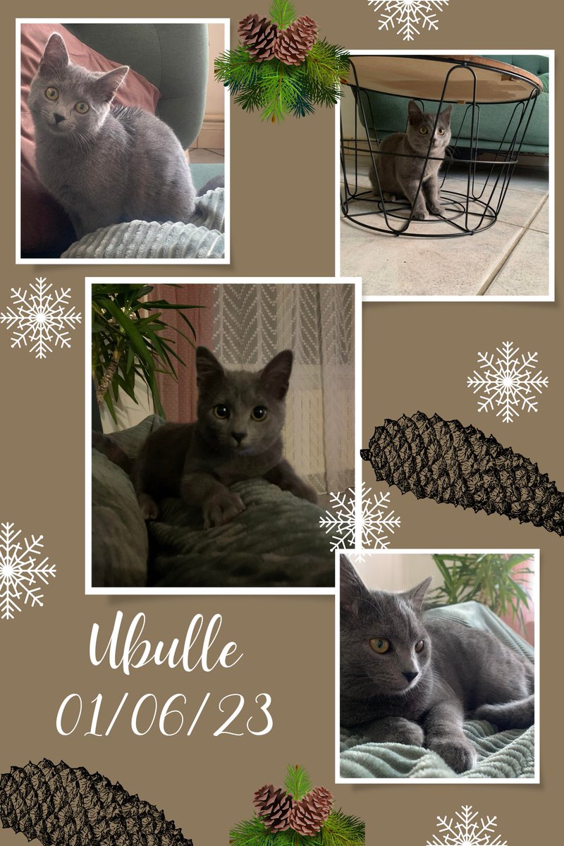 adnquarouble's tweet photo. À l adoption Arche de noé quarouble (59) Ubulle 5 mois 1/2
Peureuse de nature, la belle attend sa famille pour la vie
Trouvée errante, blessée non identifiée et non réclamée, une famille calme, très patiente et sans enfants en bas âge sera privilégiée.
Ententes 🐱 ? 🐶 ?
Rtw 🙏 https://t.co/4RotjtgRbm