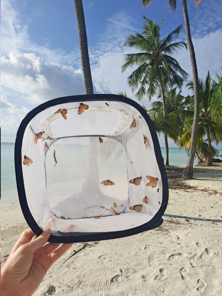 Johanna.SU.Hedlund (@jsuhedlund) on Twitter photo Some of the potential butterfly migrants of the Indian Ocean?
#InsectMigration #Maldives
<a href="/EcosystemsInSky/">EcosystemsInTheSky</a> <a href="/WillLeoHawkes/">Dr Will Leo Hawkes</a> @zanderhayward Some of the potential butterfly migrants of the Indian Ocean?
#InsectMigration #Maldives
<a href="/EcosystemsInSky/">EcosystemsInTheSky</a> <a href="/WillLeoHawkes/">Dr Will Leo Hawkes</a> @zanderhayward