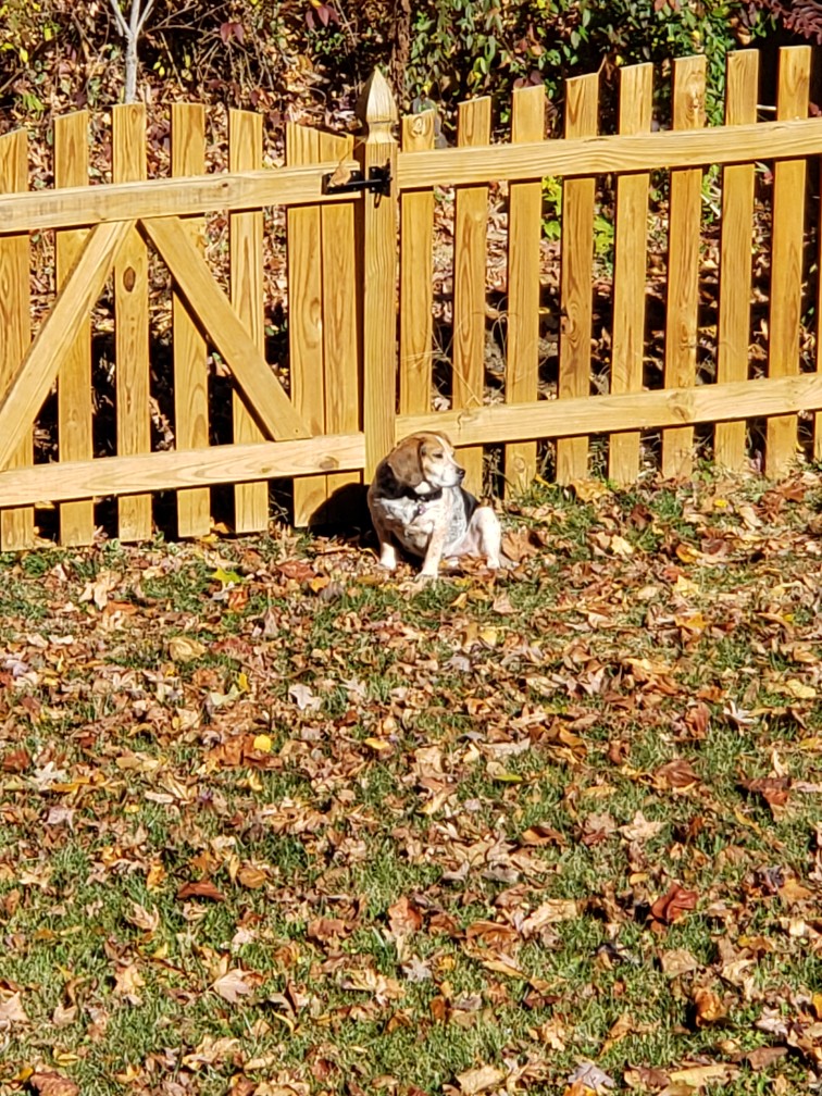 SweetSundaebeagle (@sundaebeagle) on Twitter photo If you scroll in, you'll find the classic <a href="/beaglefacts/">Beagle Facts</a> "ignoring you on purpose no I'm not coming inside" look. Actually, you might not need to scroll in. Bet you can feel it. ๐๐ง๐๐ฅฐ๐พ๐จ #dogsoftwitter #beagles If you scroll in, you'll find the classic <a href="/beaglefacts/">Beagle Facts</a> "ignoring you on purpose no I'm not coming inside" look. Actually, you might not need to scroll in. Bet you can feel it. ๐๐ง๐๐ฅฐ๐พ๐จ #dogsoftwitter #beagles