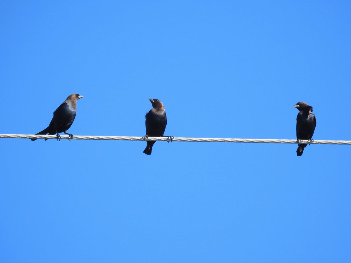 Three Brown-headed Cowbirds

They are pretty and sing well 

I’m a big fan