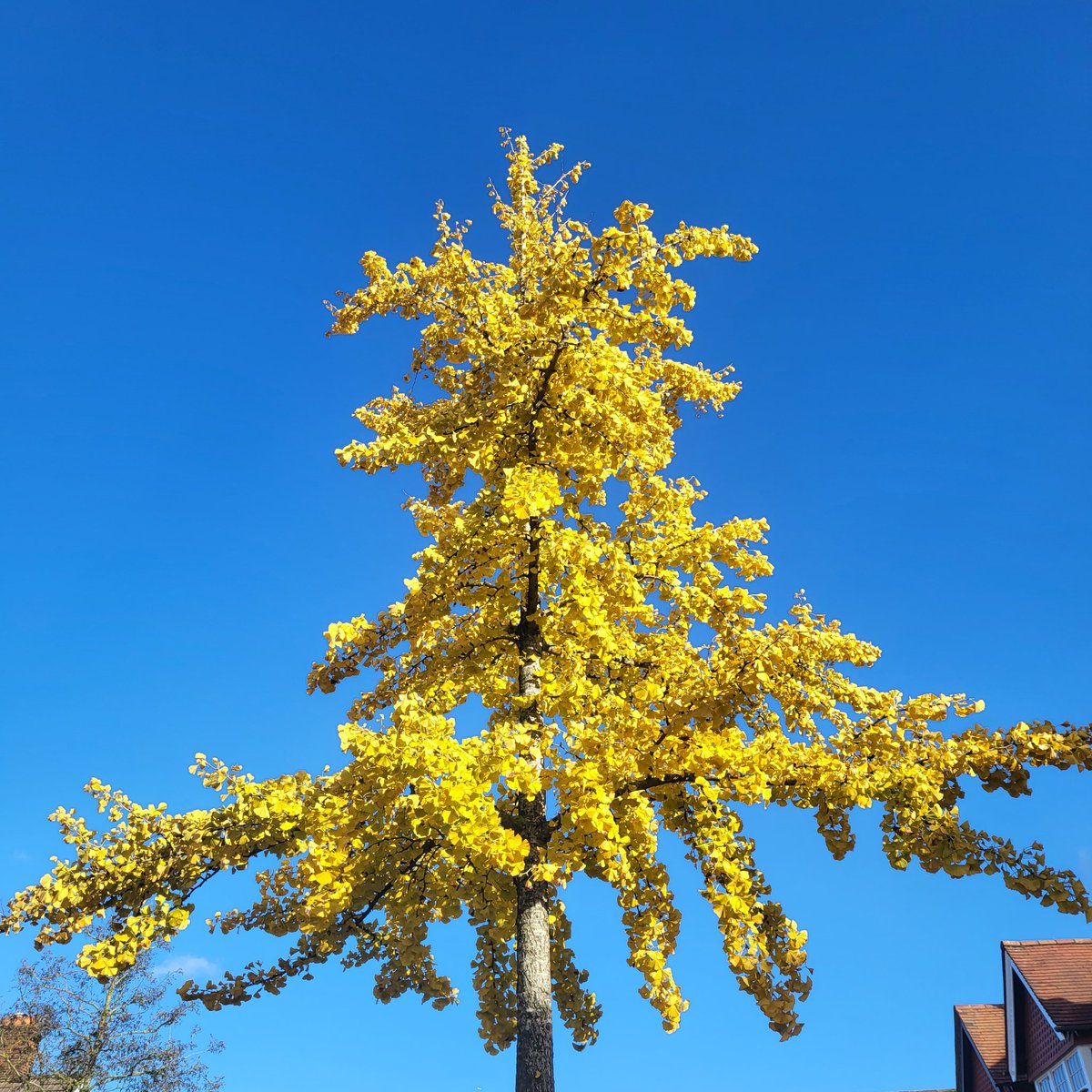 jennylinford's tweet photo. #FlowerReport #LeafReport Ginkgo glory on a London street! Such wonderful trees! https://t.co/d6J1ILc8vK