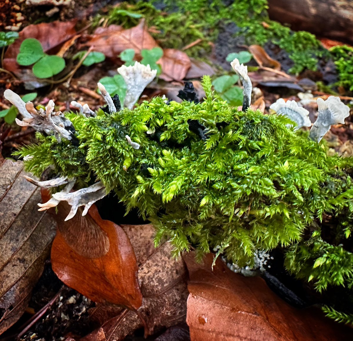 Henning Schwarze tweet media