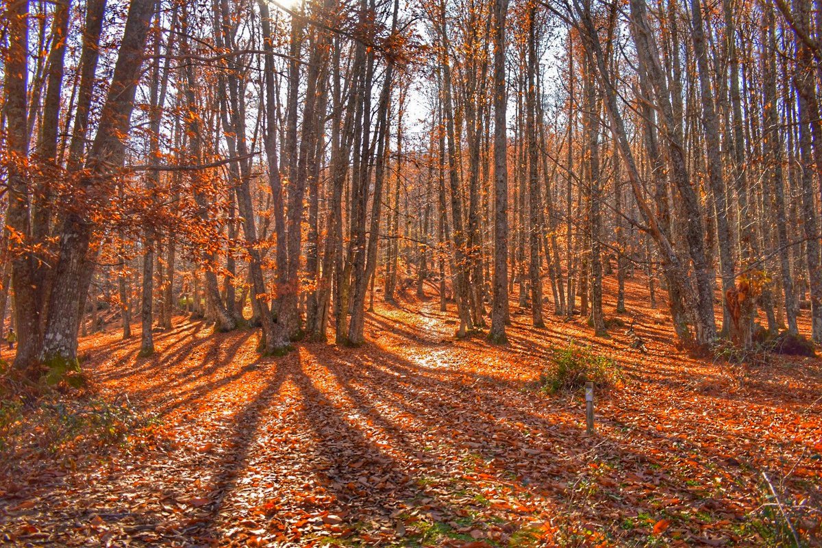 aranchovic23's tweet photo. Ayer vi cosas bonitas y las hice fotos. 🖤🍁 https://t.co/z9I82Uo1dA