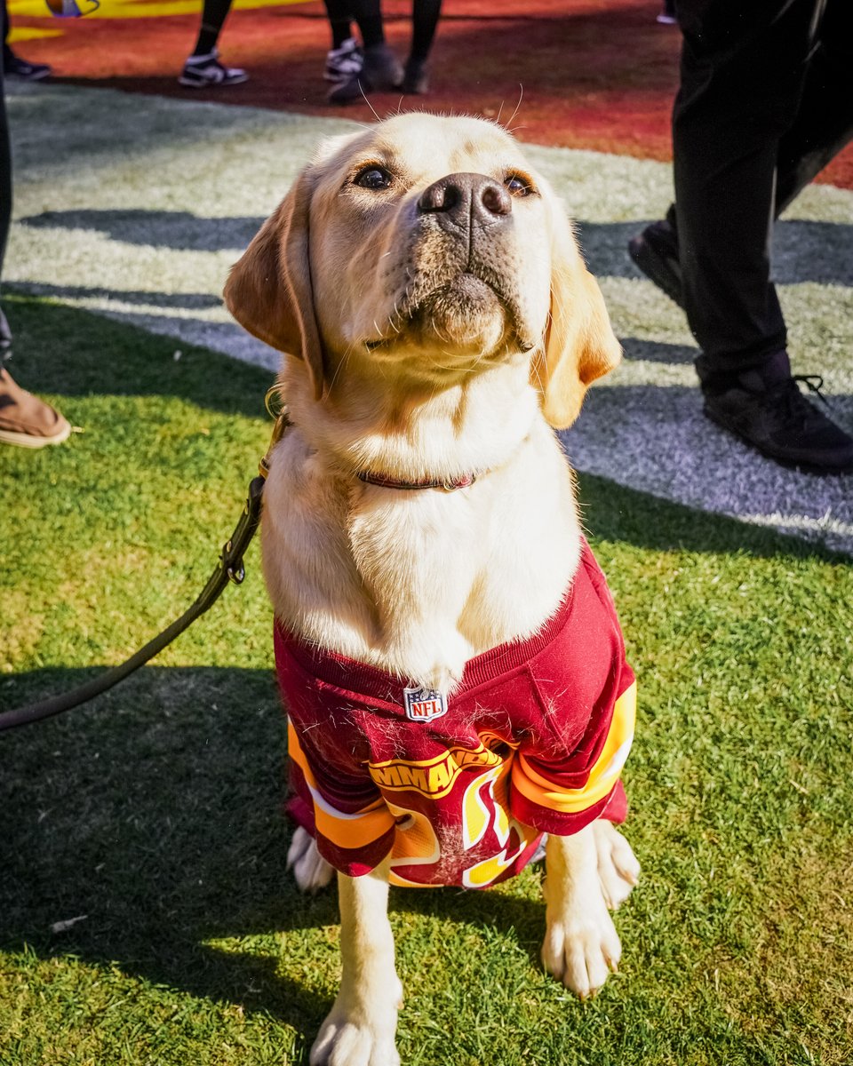 GOLDIE IN THE HOUSE

@k9sforwarriors | #SaluteToService