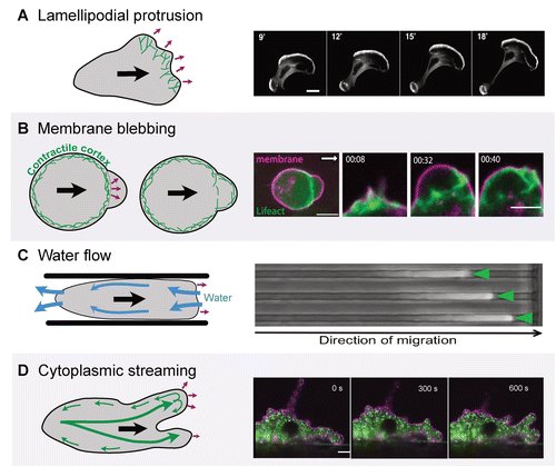 American Society for Cell Biology (@ascbiology) on Twitter photo A NEW ARTICLE FROM MBoC
The evolution and diversity of actin-dependent cell migration
molbiolcell.org/doi/10.1091/mb… <a href="/UMass/">University of Massachusetts</a> A NEW ARTICLE FROM MBoC
The evolution and diversity of actin-dependent cell migration
molbiolcell.org/doi/10.1091/mb… <a href="/UMass/">University of Massachusetts</a>