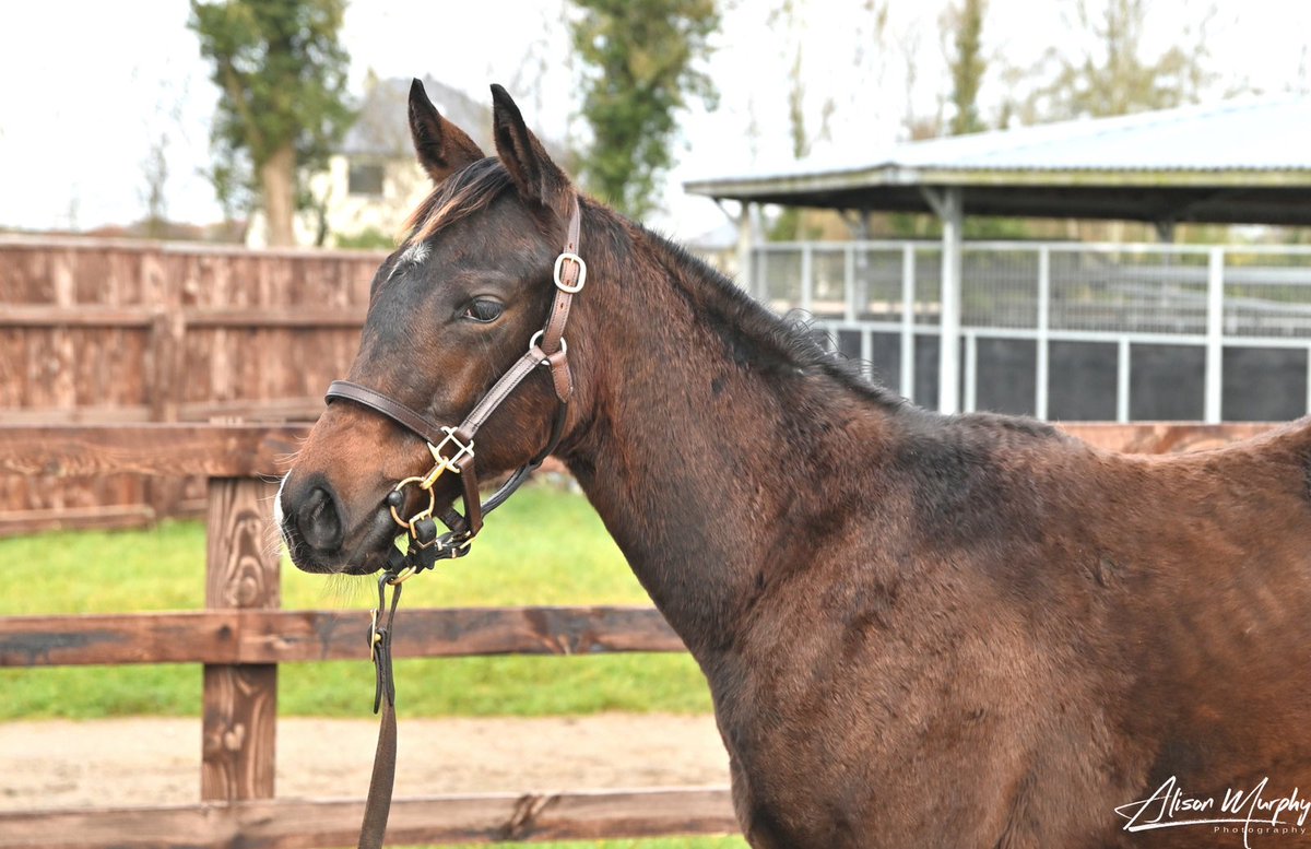 Drumree Lodge Stud tweet media