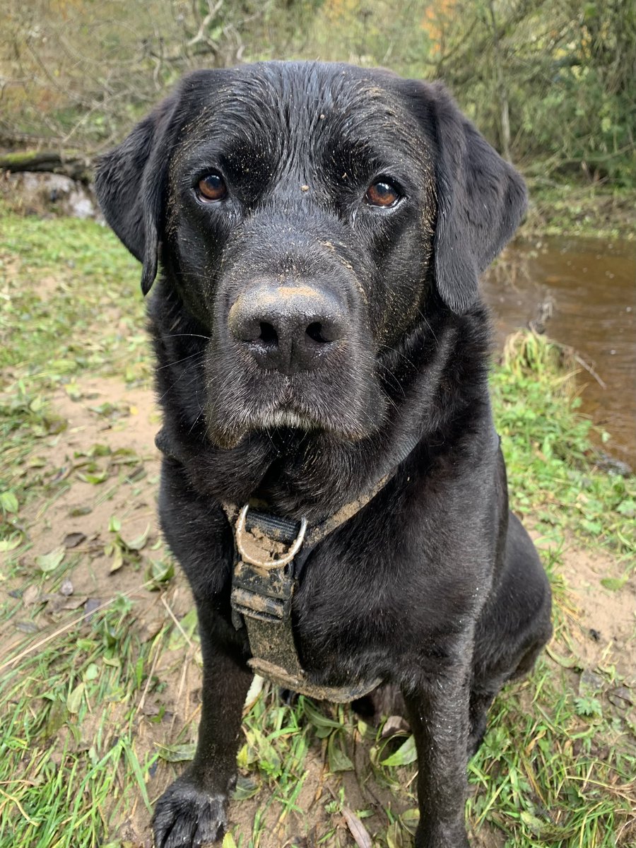 Monty_Lab's tweet photo. Mud, Glorious Mud! 😋 #SundayFunday #SundayMorning #dogs https://t.co/OILpfSBOlC