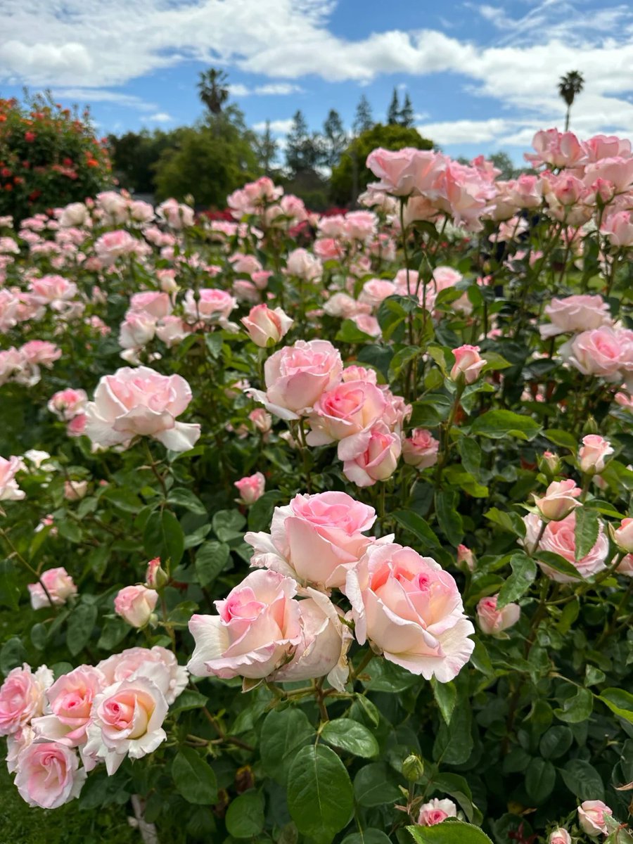 summerthales's tweet photo. I love flowers💐. They always make the mind clear and fresh🌺🫶 https://t.co/It0W8zXHqM