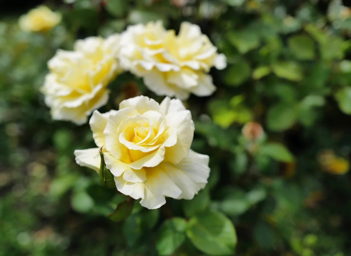 summerthales's tweet photo. I love flowers💐. They always make the mind clear and fresh🌺🫶 https://t.co/It0W8zXHqM