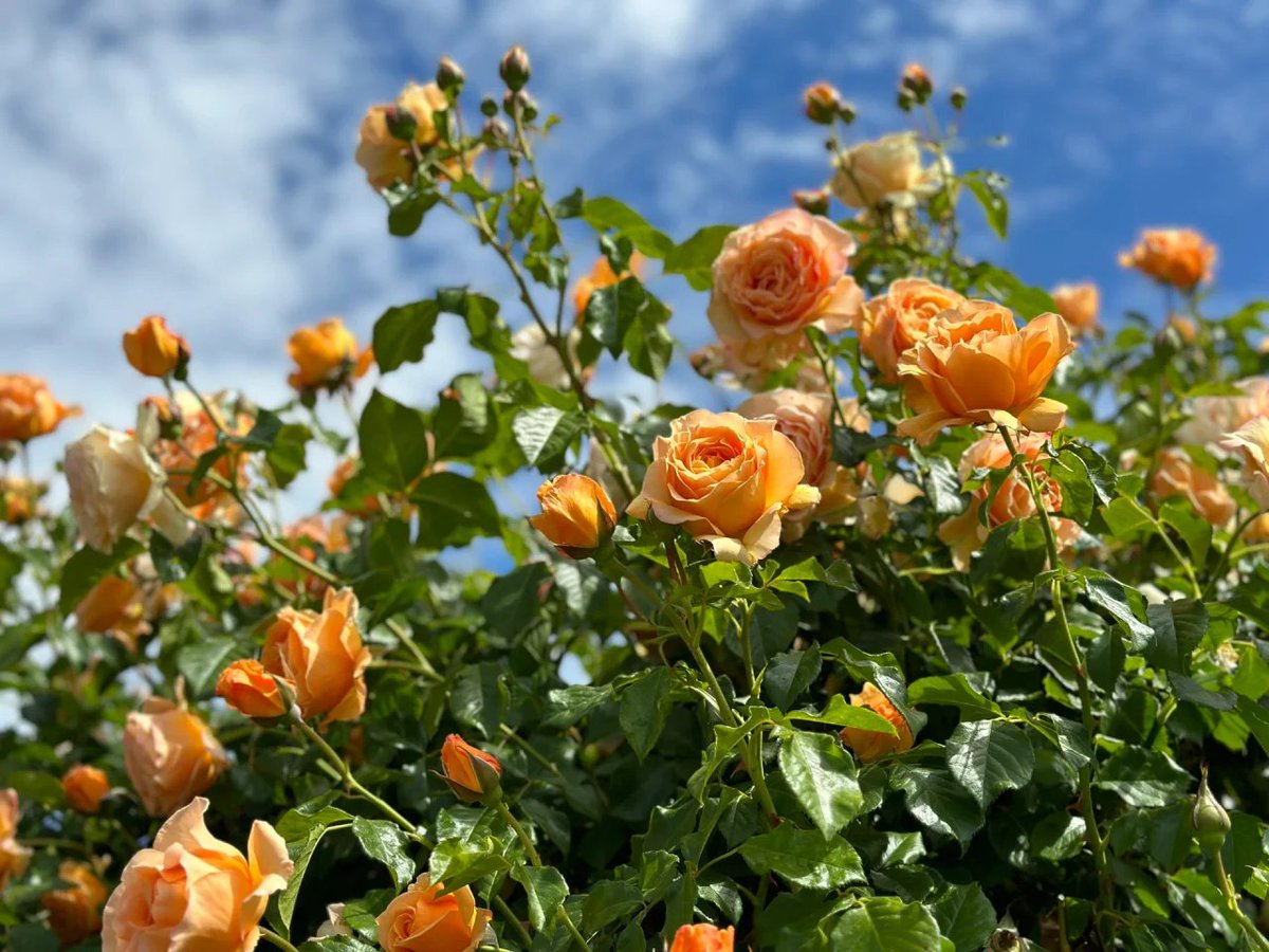 summerthales's tweet photo. I love flowers💐. They always make the mind clear and fresh🌺🫶 https://t.co/It0W8zXHqM