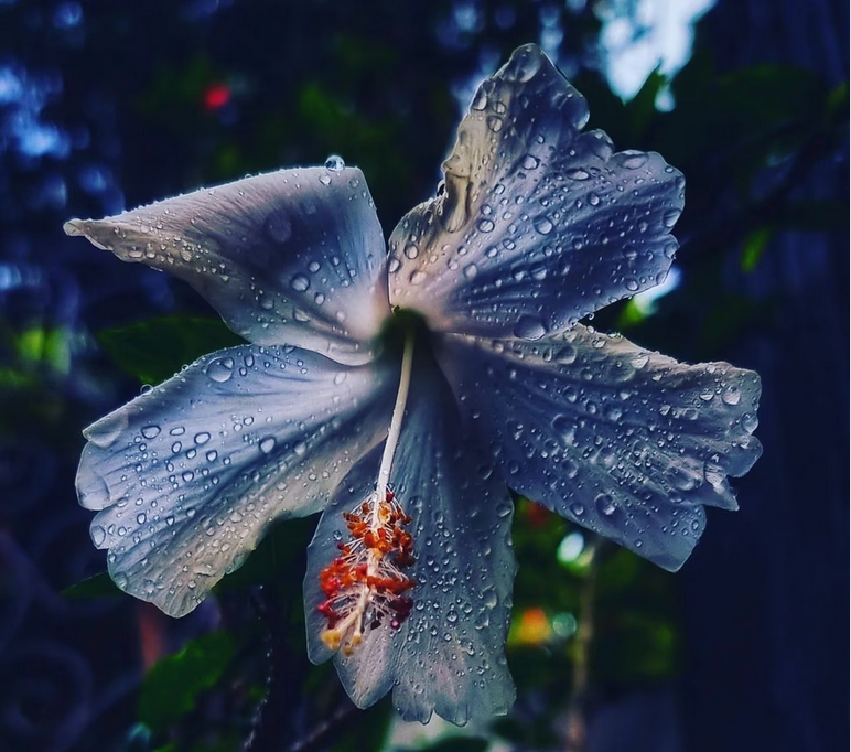 Check out my item listing on OpenSea! opensea.io/assets/ethereu… via <a href="/opensea/">OpenSea</a>